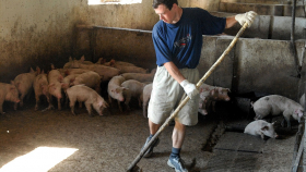 В Астраханской области осталось меньше всего свиней в ЮФО